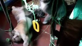 子猫 Koneko family's 440 day old. Part 5 of 9