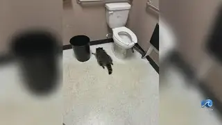 Drunken raccoon had one too many shots in Ashland ABC store