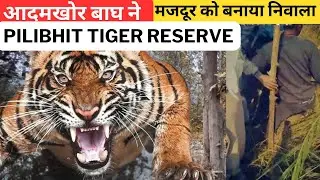 आदमखोर बाघ ने मजदूर को बनाया निवाला Tiger Attack In Pilibhit Tiger Reserve