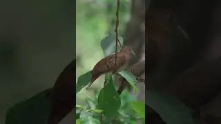 Una hembra de Tortolita azulada meci&eacute;ndose suavemente en medio del bosque seco tropical.