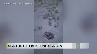 Sea turtle hatching season peaks along N.C. coast