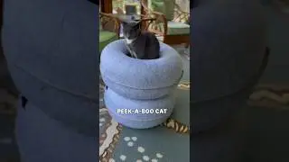 Audio credit: Cattasaurus.official Shop cat cave with code Charlotte #catsrule #cutecat #catcave