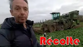 Récolte des endives chez Rémi