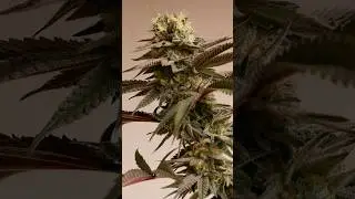 UNC BREATH &bull; I Made My Own Strain! Peanut Butter Breath Cross #fypシ #newyork #grow