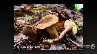 Inocybe lanuginosa - fungi kingdom
