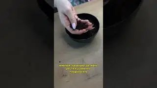 Кофейная гуща как удобрение #кофе #гуща #удобрение #сад
