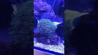 Feeding Corals