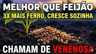 3x Mais Ferro Que Feijão e Produz Por Anos — Dizem Que é Venenosa Pra Você Não Plantar!