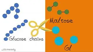 Bioanimation - Enzymes