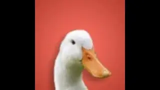 WHY @AugustTheDuck