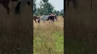 #pferde #horse #2025 #music #germany #western #nature