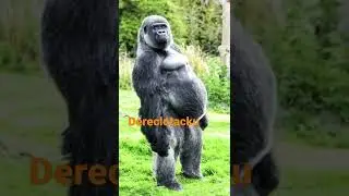 tiktok dz_ak_47   escrivan en mayuscula youtobe deeeclotacku