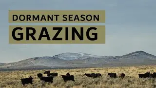 Tips for Dormant Season Grazing