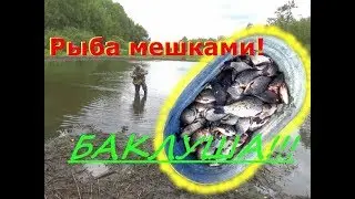 БАКЛУША! Рыба мешками из Лужи!!!