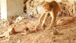 monkey mother Sarika name famous for training children