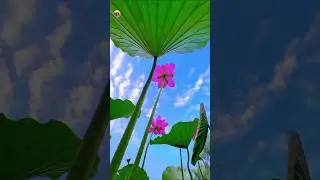 Mesmerizing Beautiful Flowers That Will Brighten Your Day | #shorts