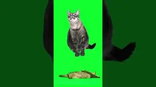 Cat green screen Video. video cat green screen