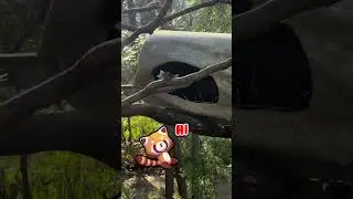 Red panda how ??? #shortsfeed