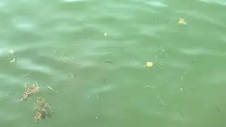 Beautiful Nurse Shark in Biscayne Bay, Miami Beach, Florida