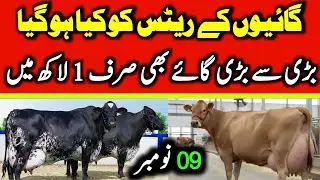 Today Malumor Mandi Jhang Update | Cows Fresh Rates Update | Cow Mandi 2025 | Cow For Sale 
