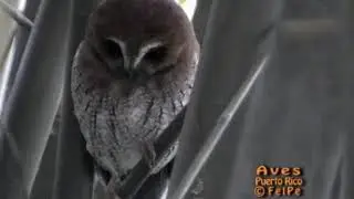 M&uacute;caro Com&uacute;n (Puerto Rican Screech-Owl, Megascops nudipes) ENDEMICA de Puerto Rico