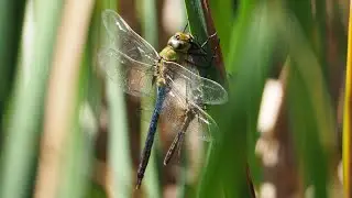 Green darner (Anax junius) eating a blue dasher (Pachydiplax longipennis)
