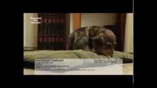 DJZ-Shop: Hundebett Faserpelz