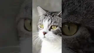 5 surprising truth why cats stare at the wall #shortcats #short