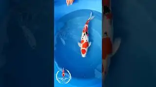 Trust the breeder and dealer selection when selecting kois #koi