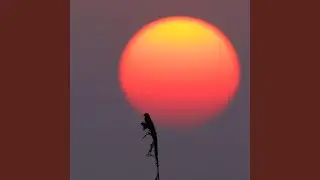 Floating Through Amber Air