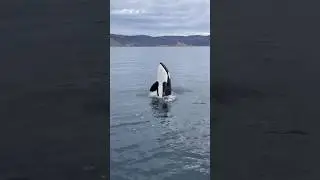 An incredible moment with a young Orca 💙