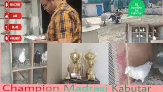 🏆#Amit bhai matiyala ke 🥇🏅 champion Madrasi kabutar ustad billu party nangloi delhi✌️#trendingvideo