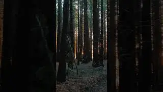 Travel/New Zealand 🇳🇿/Sunset in the forest / #travel #newzealand #sunset #shorts #shortvideo