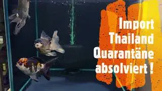 Thai Oranda Special Color 1 - by Hello Goldfish
