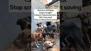 Before You Scroll, A Stray Dog Will Sleep Hungry | ₹30 Can Feed One Dog Tonight 🐾