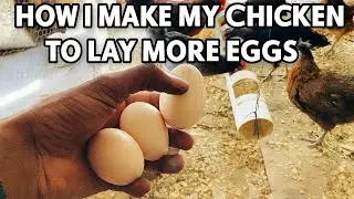 How I Make My Chickens To Lay More Eggs with Avocado leaves