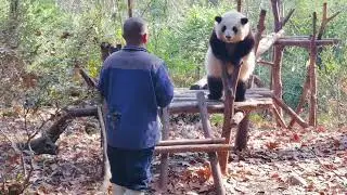 Chengdu Panda Breeding Center
