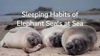 Study Reveals Sleeping Habits of Elephant Seals at Sea
