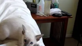 Pino the Siamese cat with puffy tail