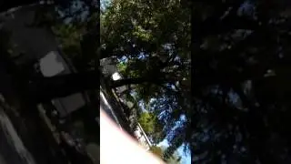 dandelion challenge