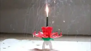 Harzer Hexenknall erst in Bl&uuml;te dann in Dose