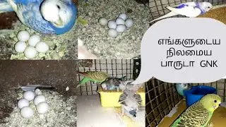 budgies chicks Nest out/ 10 pair budgies