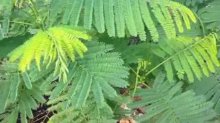 Growing a Royal Poinciana in Phoenix Arizona Area