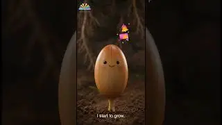 The Amazing Life Cycle of Plants SEED to TREE