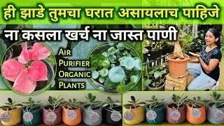 📌Best Return Gift l Air Purifier Pure Organic Plants Garden l Free Consultation l