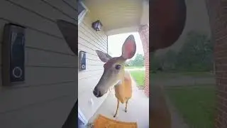 Deer Rings the Doorbell 🦌🤣 | Real Wildlife Moment Caught on Camera #shorts #cctv