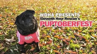 WDHA Presents EHR's Puptoberfest 2016
