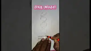 DNA diagram drawing easy | DNA drawing #dna #drawing #dnasample #shortvideo #youtubeshorts #shorts