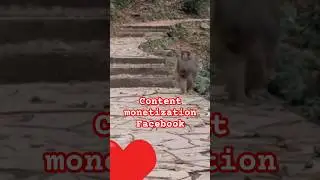 Facebook content monetization 😍👍 Dcutemonkey #shorts #funny