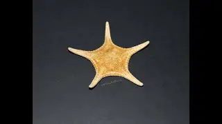 Морская звезда Иконастер лонгиманус (Iconaster longimanus)
